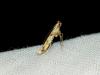 Caloptilia honoratella